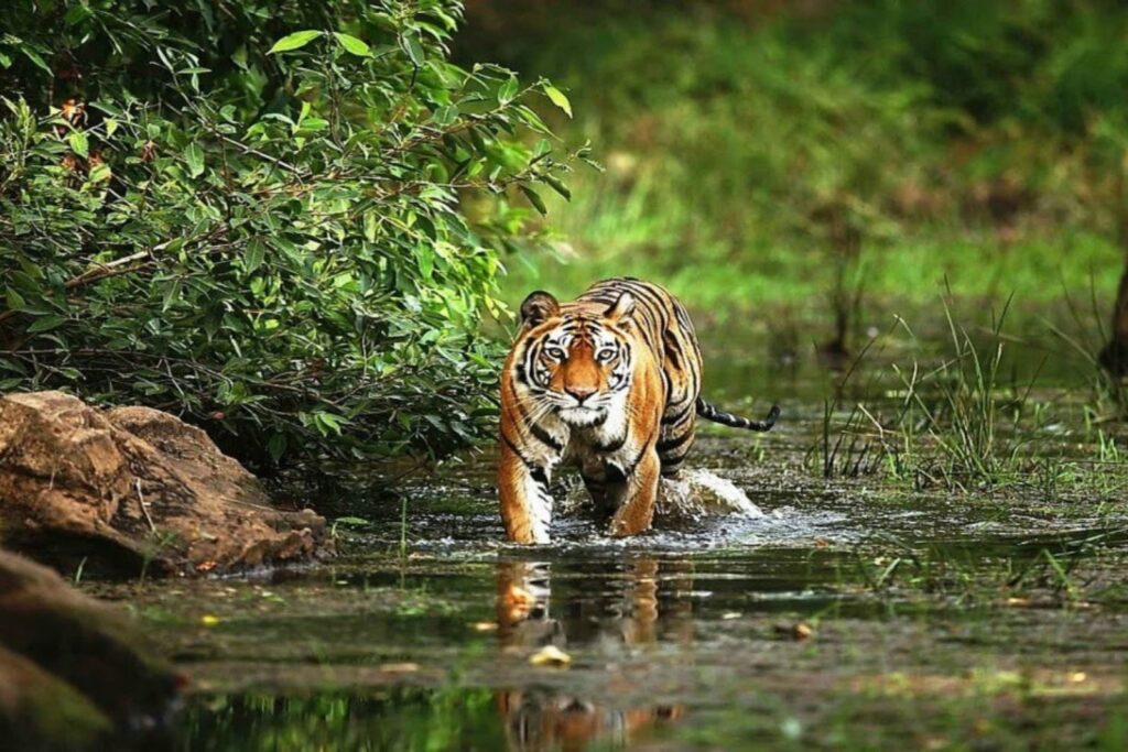 How to reach 2 National Parks In India Madhya Pradesh 2 national parks in india